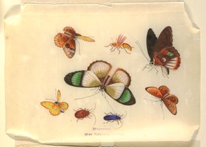 Insekter af Unknown artist
