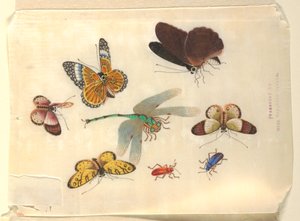Insekter af Unknown artist