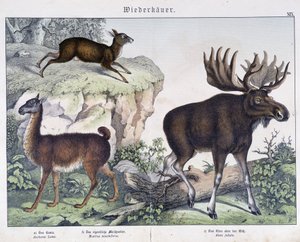 Lama, elg (elg) - i "" Naturhistorier om pattedyr", red. Schreiber af Unknown artist