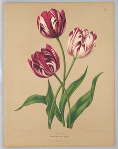 Sene tulipaner / Bybloemen eller violer af Unknown artist