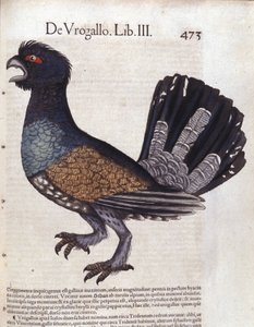 Le grand grouse (ou grand coq de heyère) i Historia Animalium de Conrad Gesner (1516 - 1565), Tiguri af Unknown artist