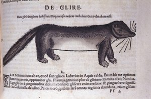Le loir i Historia Animalium af Conrad Gesner (1516 - 1565), Tiguri af Unknown artist