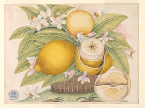 Citroner og citronblomster i en kurv af Unknown artist