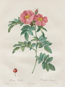 Roserne: Rosa Lucida af Unknown artist