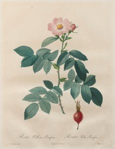 Les Roses: Rosa villosa, pomifera af Unknown artist
