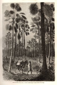 Løjtnant Mages karavane skrider frem mod Niger og krydser en skov af kæmpe palmer i provinsen Damfa, Mali. Gravering til illustration af løjtnant (Flåden) M. Mages rejse til Vestsudan i 1863-1866, offentliggjort i "Le tour du monde, nouve af Unknown artist