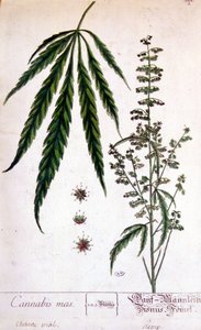 Hanlig cannabisplante. 1800-tals gravering. af Unknown artist