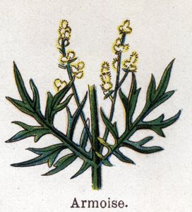 Medicinske og fødevarer botaniske planter: sagebrush. Indgravering i "" La medication naturelle"", af Friedrich Eduard Bilz (1842-1922) af Unknown artist
