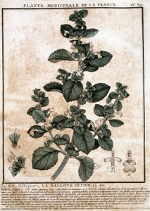 Lægeplante fra Frankrig: den stinkende belotte. af Unknown artist