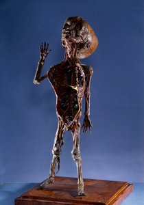 Medicin: skræl figur. 1700-tallets privatsamling af Unknown artist
