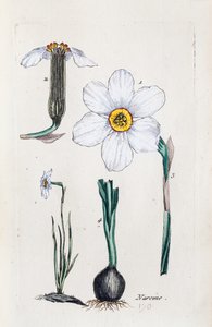 Narcissus af Unknown artist