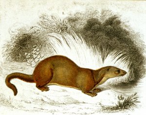 Otter - farvegravering. 1800-tals gravering. af Unknown artist
