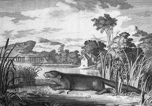 Otter - gravering af Unknown artist