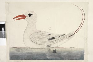 Side 100. Phaeton Red, Tailed Tropicbird Phaethon rubricauda, 1791-92 af Unknown artist