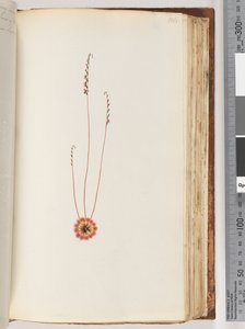 Page 104. Unidentified plantdani af Unknown artist