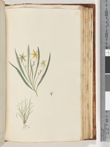 Side 109. Ingen inskription. Uidentificeret plante af Unknown artist