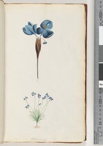 Side 10. Pattersonia af Unknown artist