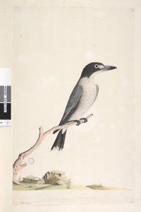 Side 10. Vanga. nederst i midten i forskellig hånd Naturlig størrelse, iris tvivlsom Grå slagterfugl Cracticus torquatus han, 1791-92 af Unknown artist
