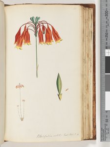 Side 111. Blandfordia nobilis Exot. Bot. t. 4. Juleklokke af Unknown artist