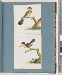 Page 111. Unidentified Bird. 112. Unidentified Bird.dani af Unknown artist