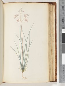 Side 115. Uidentificeret plante af Unknown artist