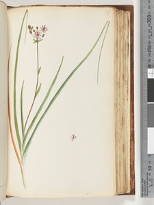 Side 117. Uidentificeret plante af Unknown artist