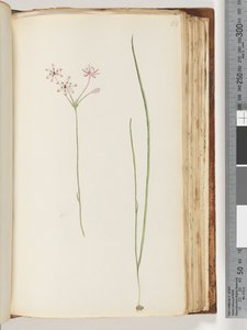 Page 118. Unidentified plant dani af Unknown artist