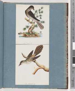 Side 119. Uidentificeret fugl. 120. Uidentificeret Fugl af Unknown artist
