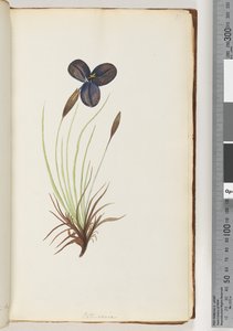 Page 11. Pattersoniadani af Unknown artist