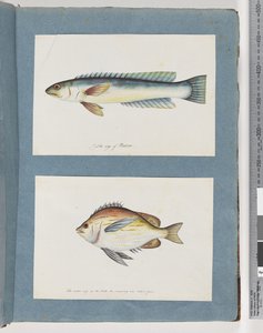 Side 11. Uidentificeret fisk. 12. Uidentificeret fisk af Unknown artist