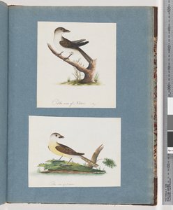Page 121. Unidentified Bird. 122. Unidentified Birddani af Unknown artist