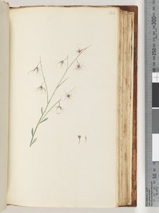 Side 121. Uidentificeret plante af Unknown artist