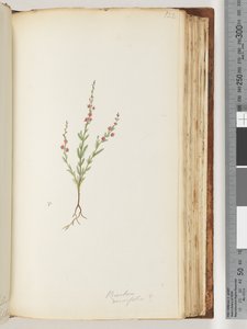 Page 122. Baeckea densifolia, possiblydani af Unknown artist