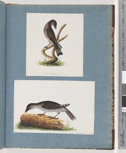 Side 123. Uidentificeret fugl. 124. Uidentificeret Fugl af Unknown artist