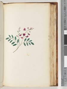 Side 125. Uidentificeret plante af Unknown artist