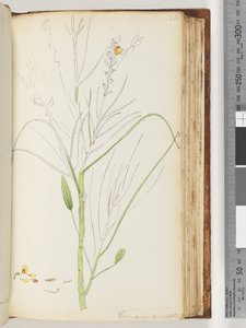 Page 126. Unfinished drawing of Viminaria denudatadani af Unknown artist