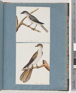 Page 127. Unidentified Bird. 128. Unidentified Birddani af Unknown artist