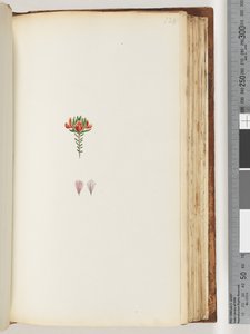 Page 128. Unidentified plantdani af Unknown artist