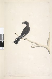 Page 12. Ocyptamus. above title in different hand April, natural size Dusky Wood, Swallow Artamus cyanopterus, 1791-92 dani af Unknown artist