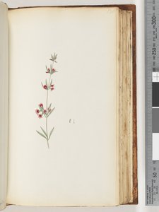 Side 130. Uidentificeret plante af Unknown artist