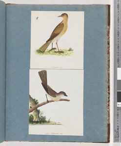 Page 131. Unidentified Bird. 132. Unidentified Birddani af Unknown artist