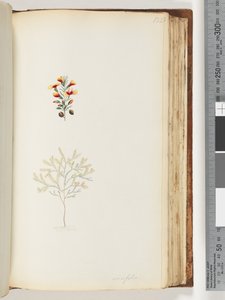 Side 132. Ericifolia af Unknown artist