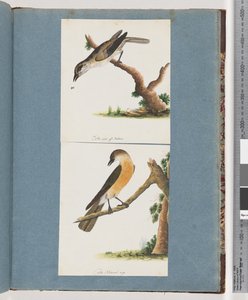 Side 133. Uidentificeret fugl. 134. Uidentificeret Fugl af Unknown artist