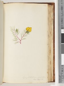 Side 134. Gompholobium grandiflorum / Exot. Bot. t. 5 af Unknown artist