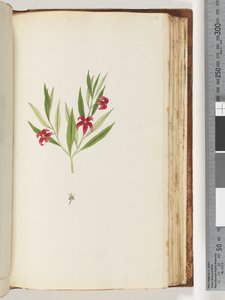 Side 136. Uidentificeret plante af Unknown artist