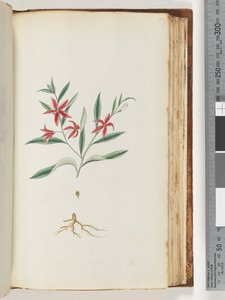 Page 137. Unidentified plantdani af Unknown artist