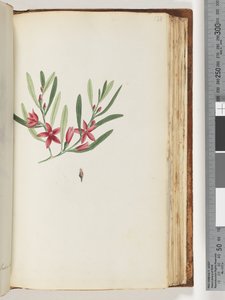 Page 138. Unnamed flowering plant and insectdani af Unknown artist