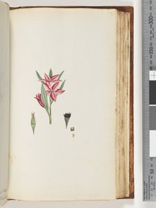 Side 139. Unavngiven blomstrende plante af Unknown artist