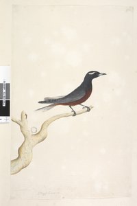 Side 13. Ocyptamus. ovenstående titel i anden hånd december. Naturlig størrelse Hvid, Browed Wood Swallow Artamus superciliosus, han, 1791-92 af Unknown artist