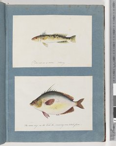 Side 13. Uidentificeret fisk. 14. Uidentificeret fisk af Unknown artist